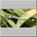 Coenagrion puella - Hufeisen-Azurjungfer m09.jpg
